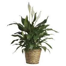 Peace Lily, Simply Elegant Spathiphyllum - Medium
