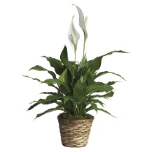 Peace Lily, Spathiphyllum - Small