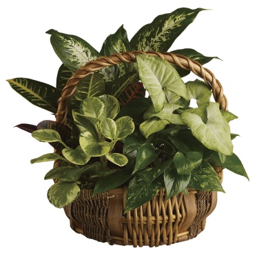 Emerald Garden Basket